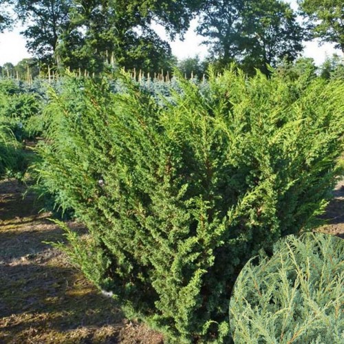 Juniperus chinensis 'Blaauw' - Hiina kadakas 'Blaauw' C2/2L